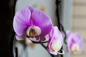 purple orchid flower blooming at home