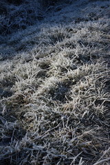 Givre sur de l'herbe