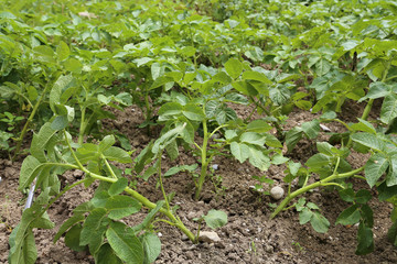 Obraz premium Pommes de terre