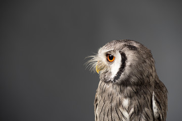 Northern white-faced owl Ptilopsis leucotis studio portrait