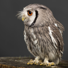 Northern white-faced owl Ptilopsis leucotis studio portrait
