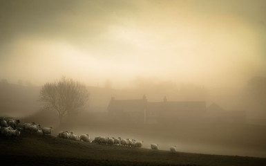 foggy flock