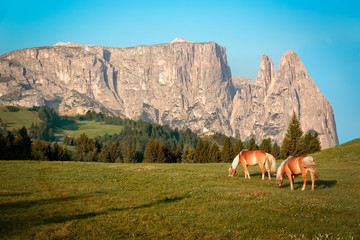 Horses at Seiser Alm, South Tyrol, Italy