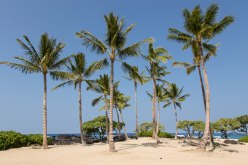 Obraz premium Palme, Hawaii, Big Island, Insel, Strand, Meer, Sonne, USA