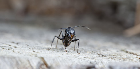 big forest ants on old wood