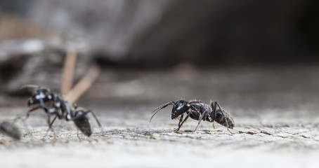 big forest ants on old wood
