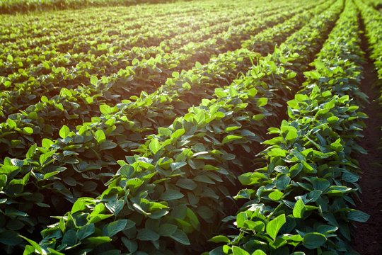 Rows of young soybean plants.