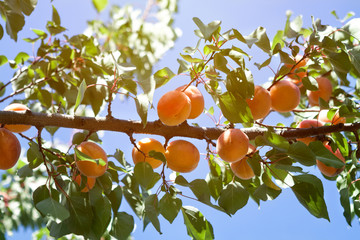 Apricot tree branch with growing apricots.