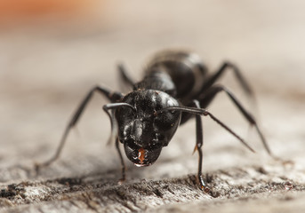 big forest ants on old wood