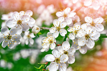 Fototapeta premium Blossoming branch apple. Bright colorful spring flowers