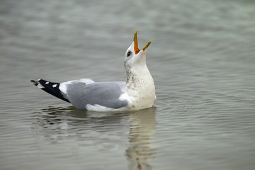 Common Gull Larus canus Calling