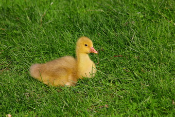 гусенок на ферме