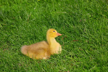 гусенок на ферме