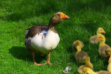 Семья птиц гусей