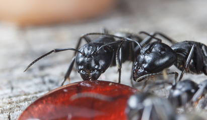big forest ant eats strawberry jam