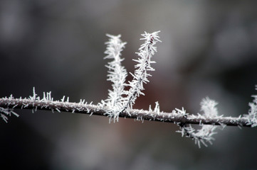 Winter white frost on tree branches and leaves