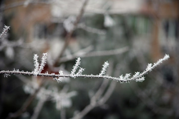 Winter white frost on tree branches and leaves