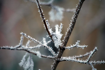 Winter white frost on tree branches and leaves
