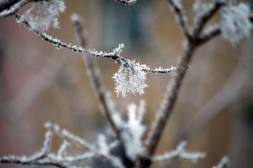 Winter white frost on tree branches and leaves