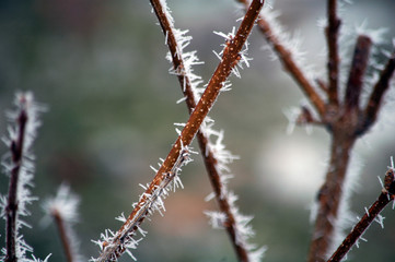 Winter white frost on tree branches and leaves