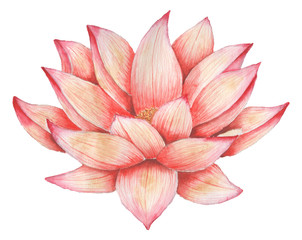 Hand painted watercolor red flower, isolated on white background