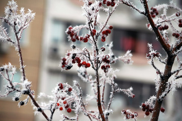 Winter white frost on tree branches and leaves