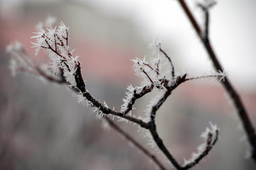 Winter white frost on tree branches and leaves