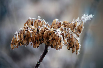 Winter white frost on tree branches and leaves
