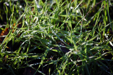 Green grass with dew in forest in sunshine day