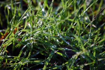 Green grass with dew in forest in sunshine day