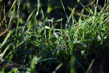 Green grass with dew in forest in sunshine day