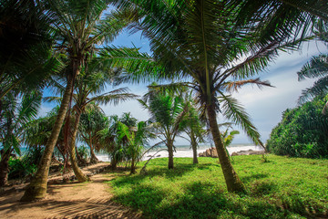 Fototapeta na wymiar Palm Grove in Sri Lanka 