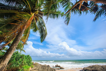 View on the Indian Ocean through the trees in windy weather. Sri Lanka, Ambalangoda beach