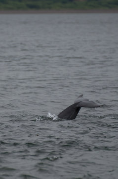 Dolfin's tail