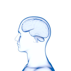 Human Brain, Medical 3D Model