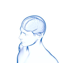 Human Brain, Medical 3D Model