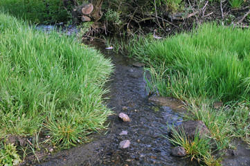 flowing creek in the beam