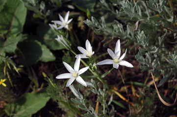 White flowers and green grass