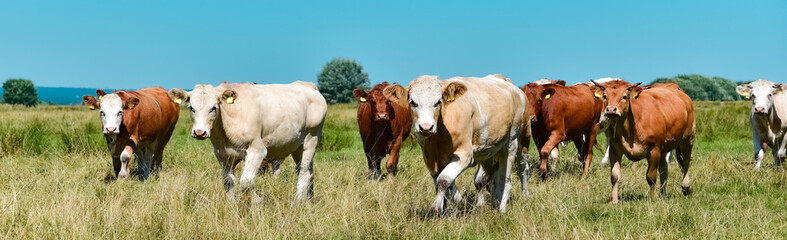 Extensive Weidehaltung - Landschaftspflege, Rinder laufen auf einer Weide