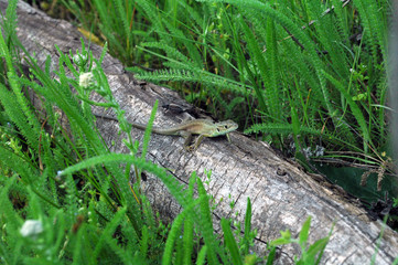 Green lizard on a tree stump