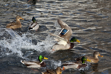 Wild duck - mallard on a lake.