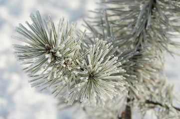 Coniferous branches covered with hoarfrost. Pine, ice and snow.