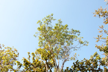 branch of tree and blue sky