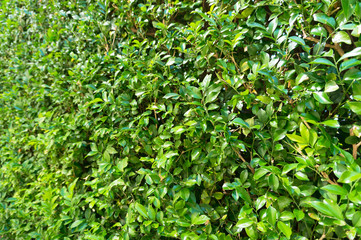 Green plant, small leaves grass texture