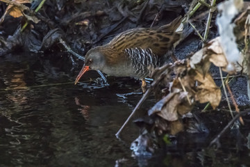 Eine Wasserralle (Rallus aquaticus) watet durch den Erbach bei B