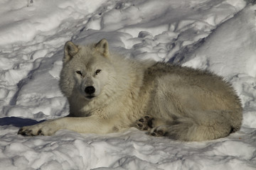 Obraz premium arctic wolf on snow