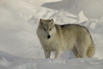 Obraz premium arctic wolf on snow