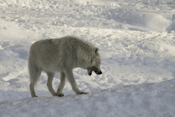 arctic wolf on snow