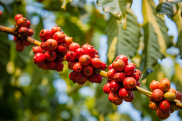 Coffee beans ripening on tree in North of Thailand