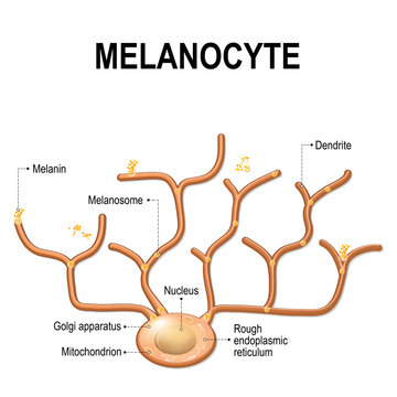 Melanocyte, melanin and melanogenesis.
